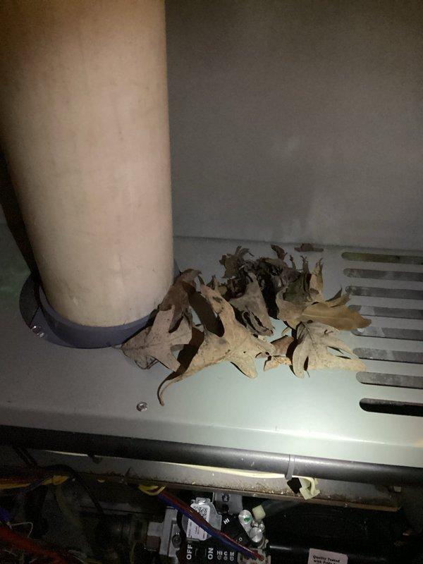 Completed annual Diamond Single maintenance service including furnace inspection and water heater flush. Removed accumulated debris and dried leaves from around HVAC system components and base of vertical piping near mechanical unit venting. Inspected outdoor condenser unit positioned on concrete pad near foundation; confirmed proper clearance and airflow despite dense groundcover vegetation surrounding equipment. All systems operational upon completion of scheduled maintenance tasks.