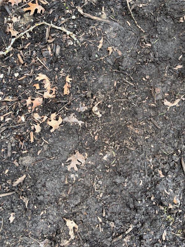 Conducted assessment of moisture-affected soil area with organic debris accumulation, potentially impacting underground electrical components. Created diamond-shaped access point in wall to inspect and service concealed wiring or junction box, allowing for proper evaluation of electrical system integrity in the affected zone.