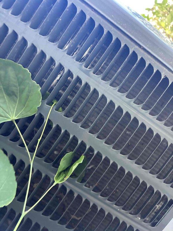 Performed comprehensive cooling season tune-up on outdoor condensing unit, including refrigerant pressure readings documentation with manifold gauges on service ports, electrical connections inspection at control board, and condenser coil assessment. Unit operating within normal parameters with coils clean and all components functioning properly; readings collected and recorded for comparison with previous maintenance data.