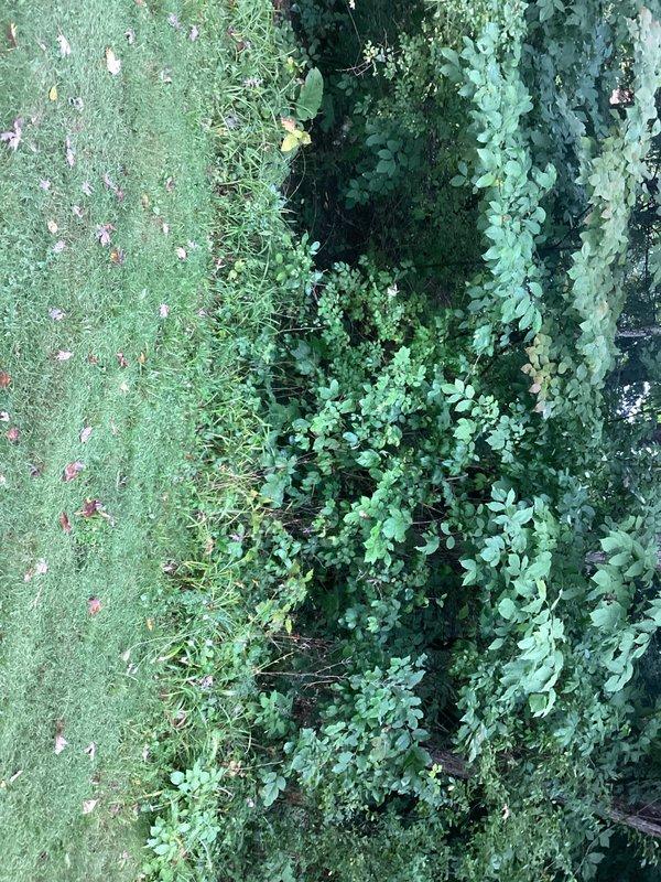 Conducted site assessment for whole home Generac generator installation. Evaluated exterior placement options, photographed proposed installation location adjacent to house foundation with adequate clearance measurements, and documented existing landscaping and utility access points to prepare comprehensive equipment and installation quote.