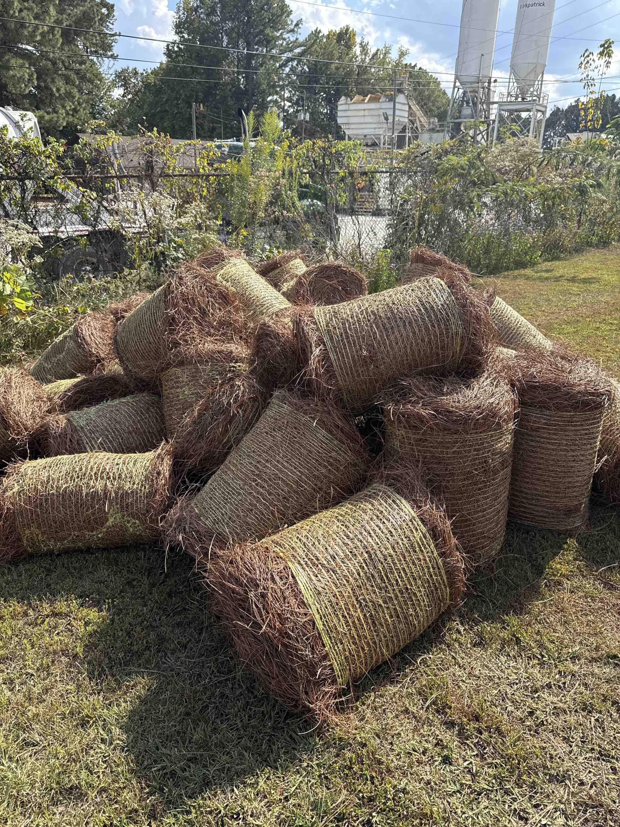 Pine straw 