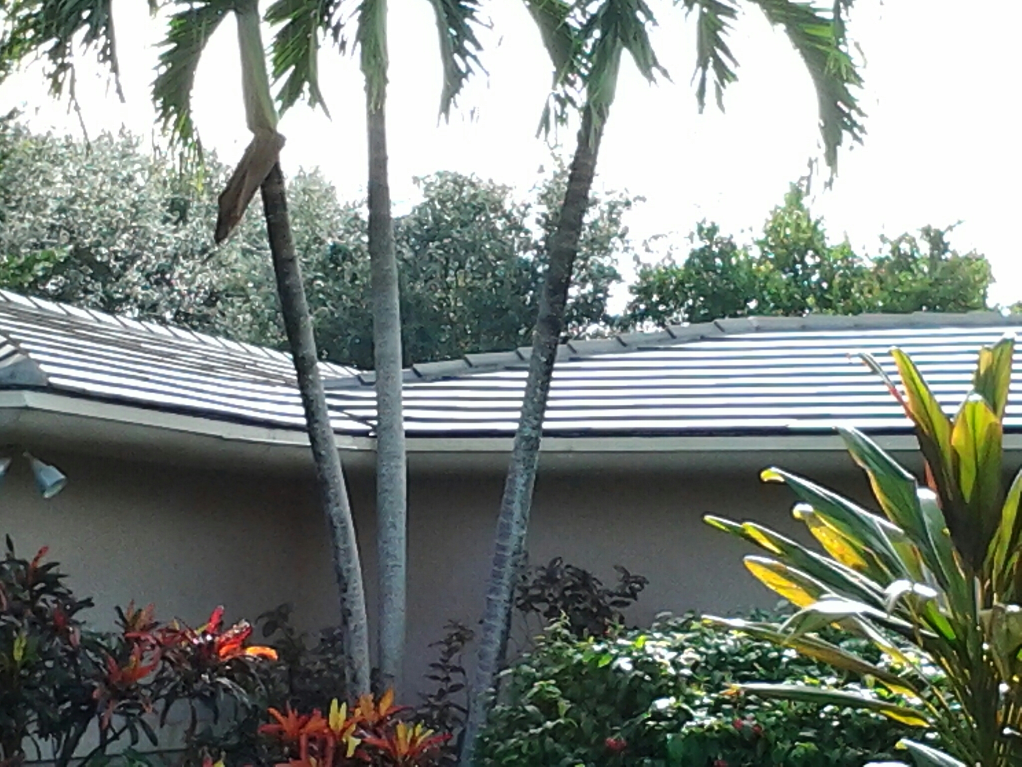 Pinecrest, FL - Pressure clean and roof a cide in Miami, Duane & Gary, From Earl W.Johnston Roofing Roof A Cide takes 100 % control of mold, mildew, fungus and algae taking over your roof. Pinecrest, FL - Pressure clean and roof a cide in Miami, Duane & Gary, From Earl W.Johnston Roofing Roof A Cide takes 100 % control of mold, mildew, fungus and algae taking over your roof.