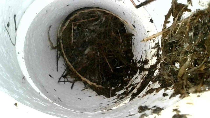 Responded to no heat call for basement furnace. Inspection revealed significant blockage in exhaust and intake vents caused by bird nesting materials. Cleaned all debris from ventilation system to restore proper airflow and safe furnace operation.