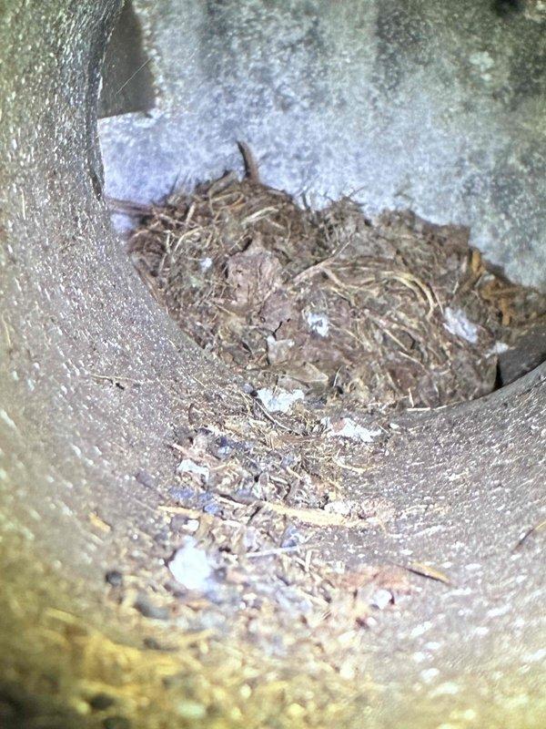 Diagnosed Reznor garage heater exhibiting no heat issue. Upon inspection, discovered significant bird nest blockage in exhaust pipe, which was restricting proper venting. Removed accumulated debris, cleared the exhaust passageway completely, reassembled components, and verified proper system operation with successful heat production.