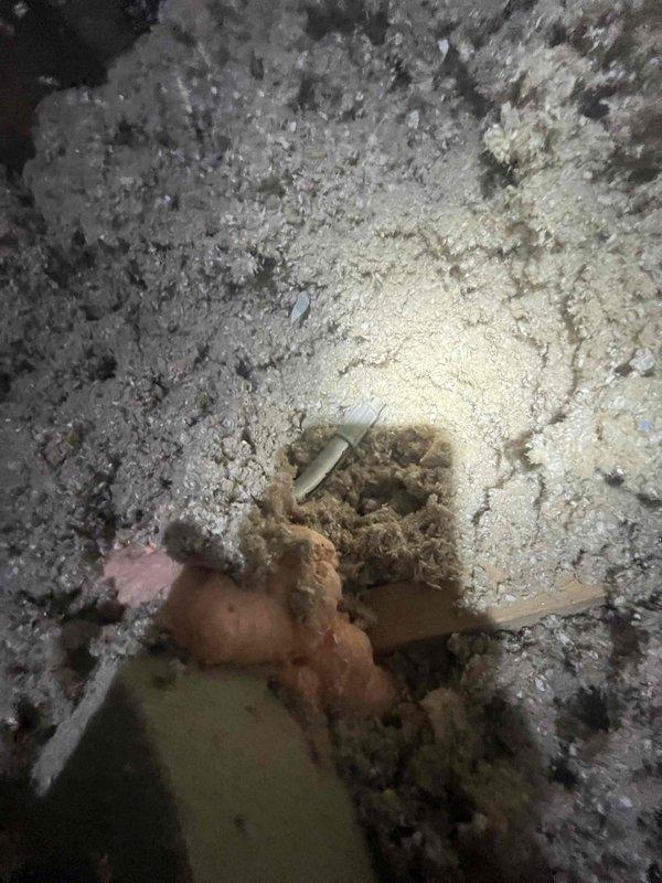 Conducted inspection of exhaust fan system requiring replacement as noted in service history. Documented significant deterioration of surrounding insulation material with visible debris accumulation. Skylight installation appears intact and functioning properly, but exhaust system shows signs of failure requiring complete unit replacement.