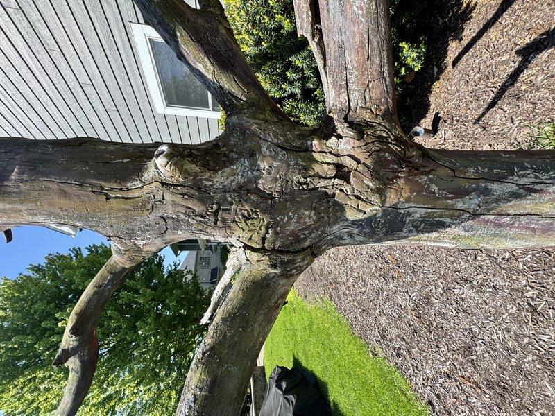 Returned to property to address damage to decorative tree that occurred during previous maintenance visit. A branch was accidentally broken off during the AC tune-up service. Repaired the damaged area using lag bolts as requested by homeowner to stabilize and secure the affected branch section. Completed the repair to customer satisfaction. The original service call involved a tune-up on 10-month-old air conditioning equipment, with plumbing services also coordinated for the same day visit.
