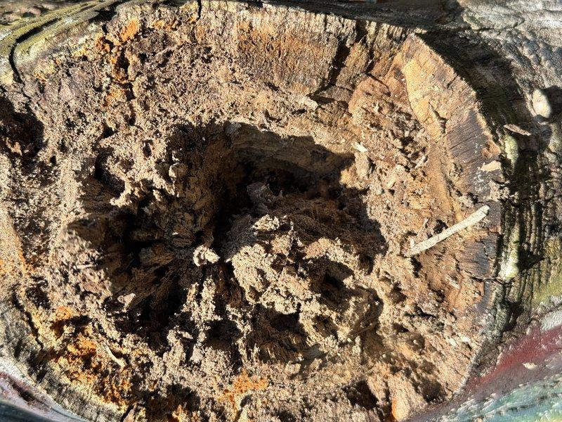 Returned to property to address damage to decorative tree that occurred during previous maintenance visit. A branch was accidentally broken off during the AC tune-up service. Repaired the damaged area using lag bolts as requested by homeowner to stabilize and secure the affected branch section. Completed the repair to customer satisfaction. The original service call involved a tune-up on 10-month-old air conditioning equipment, with plumbing services also coordinated for the same day visit.