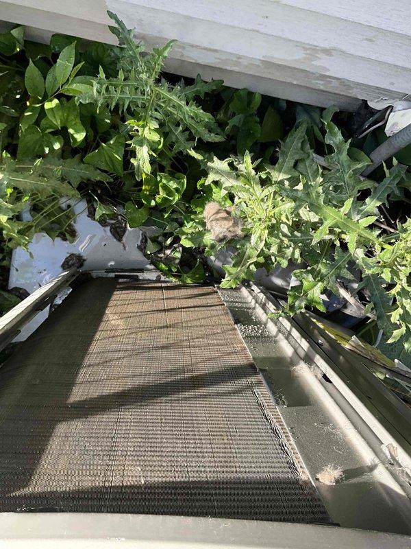Completed comprehensive BFMA tune-up on residential HVAC system including full air conditioning inspection, system performance testing, and dryer vent cleaning. Unit exterior showed vegetation overgrowth which was cleared to ensure proper airflow and prevent obstruction of ventilation components. Dryer vent was inspected and cleaned, removing accumulated lint and debris to restore proper exhaust function and reduce fire hazard risk.
