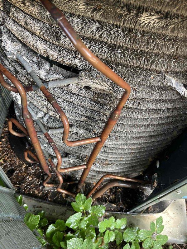 Completed comprehensive BFMA AC tune-up on 6-year-old system, including inspection of evaporator coil assembly and air filtration components. Noted clean pleated air filter in proper working condition within metal housing. Observed evaporator coil with aluminum fin assembly and copper refrigerant lines showing minor age-related patina; identified vegetation growth and debris accumulation in condensate drain pan indicating moisture retention and potential drainage concerns that may require future attention to prevent biological growth and maintain optimal system performance.