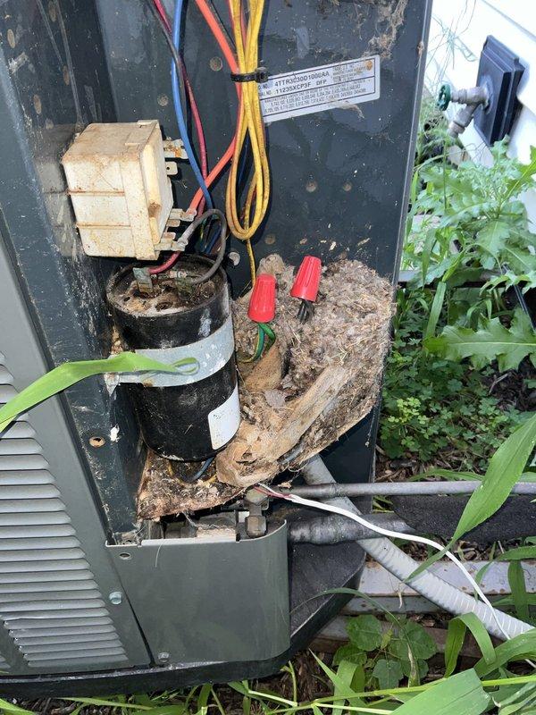 Responded to no-cooling call with thermostat reading 81°F and non-operational fan. Upon inspection of outdoor unit, discovered extensive rodent nesting material packed inside electrical panel, blocking components and preventing proper operation. Cleared all debris from panel, verified electrical connections, and tested capacitor functionality. Restored unit to normal operation with fan cycling properly and system cooling effectively.