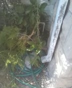 Plumbing maintenance isnpection
