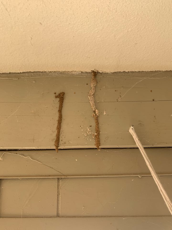 Evidence of termite shelter tubes discovered during a free home inspection 