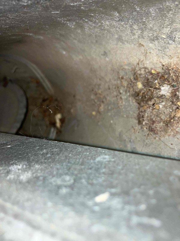 # Service Report: Duct Cleaning

Performed comprehensive duct cleaning service at recently purchased cabin property. Inspection revealed significant dust and debris accumulation throughout the HVAC system, including heavy buildup on blower wheel assembly and interior ductwork surfaces. Successfully cleaned all accessible ductwork, blower components, and system openings using professional duct cleaning equipment, removing accumulated particulates and restoring proper airflow pathways to ensure optimal system performance.