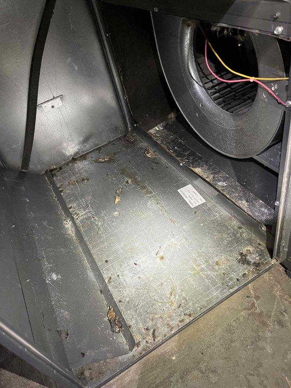 Completed annual furnace inspection and tune-up. Found humidifier pad heavily loaded with sediment buildup, flame sensor showing high resistance points, and blower motor drawing maximum rated amperage. Discovered significant dust and debris accumulation throughout air handler cabinet and blower assembly. Replaced humidifier pad per customer approval and documented equipment conditions with photos for customer records.