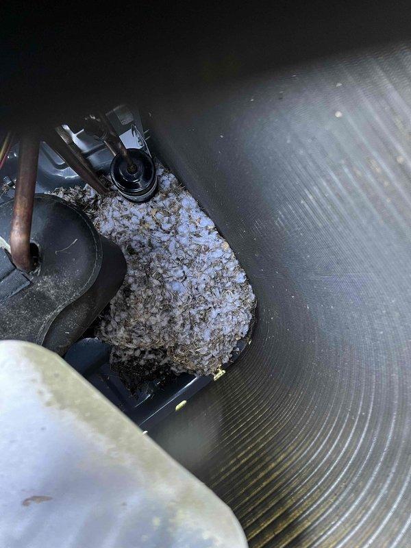 Completed annual partner plan inspection on residential air conditioning system. During inspection, discovered rodent nest material accumulated within the condenser unit, compromising airflow and system efficiency. Removed all nesting debris and performed thorough condenser coil cleaning to restore proper operation. Unit tested and operating within normal parameters upon completion.