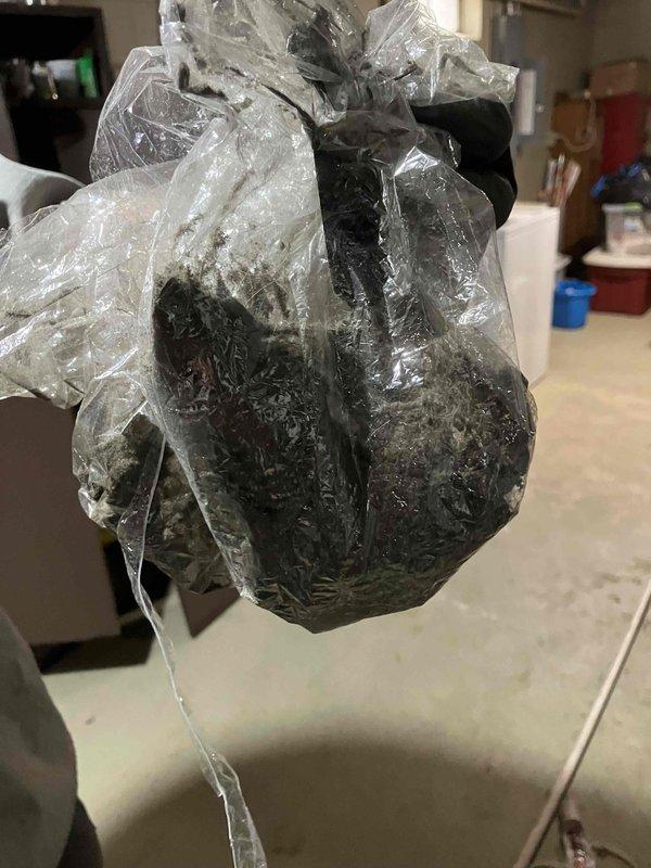 Responded to no heat call on 10+ year old furnace that was cycling on high limit switch. Replaced noisy inducer motor, removed and cleaned heavily soiled blower motor assembly, and cleaned dirty evaporator coil that was restricting airflow. Unit restored to operational status with improved airflow and proper cycling.