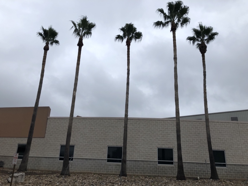 Action tree service tree trimming company trimmed 5 palms chipped brush 