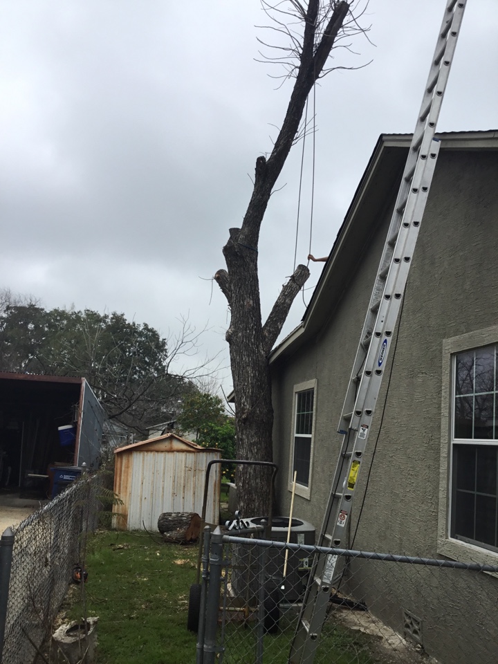 San Antonio tree trimming company, Action tree service, tree removal of a pecan tree leaning on side of house, Woodlawn lake area, San Antonio