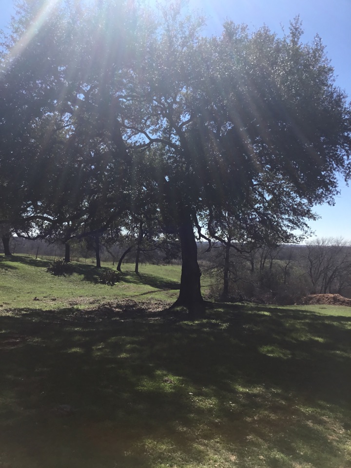 Action tree service tree trimming company working out in Stockdale Texas trimmed two oak trees and several pecan trees