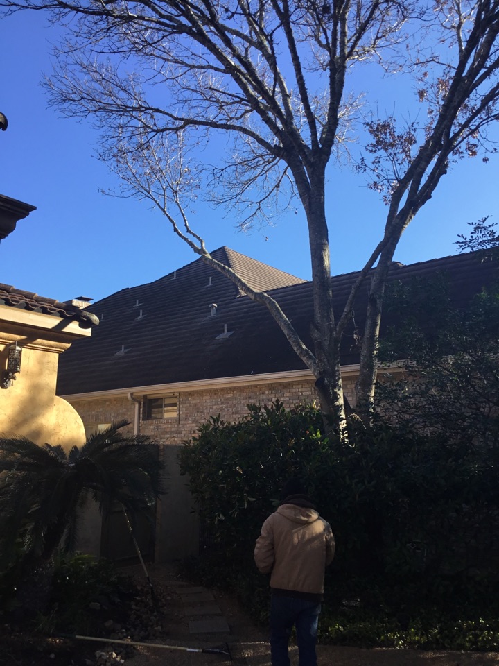 Action tree service tree trimming trees in stone oak area