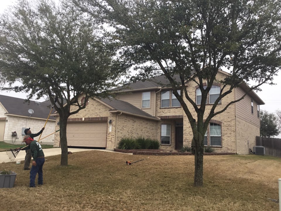 Action tree service, tree trimming company, San Antonio and surrounding county’s, fair oaks ranch, Boerne, trimmed 4 oaks and 5 crap merdels chipped brush painted cuts for oak wilt