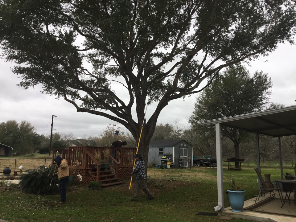 Action tree service tree trimming company San Antonio and surrounding area working in Adkins area trimmed two oak trees and chipped brush painted cuts to prevent oak wilt
