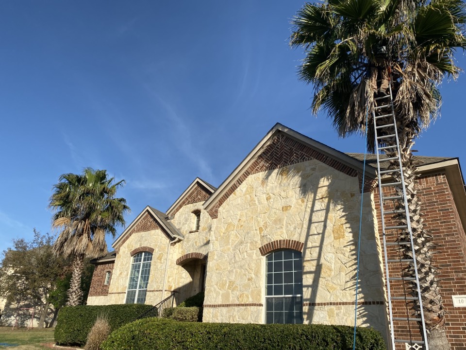 Action tree service tree trimming company trimming two palm trees