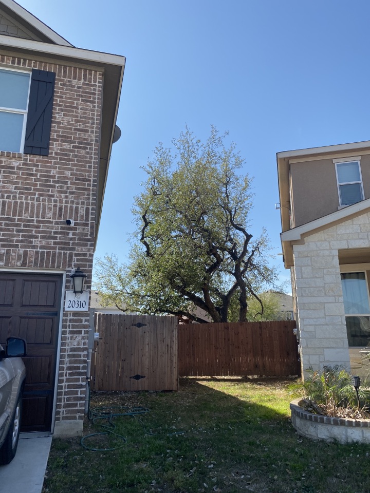 Action tree service tree trimming company cut back trees from house to prevent squirrels from jumping on roof