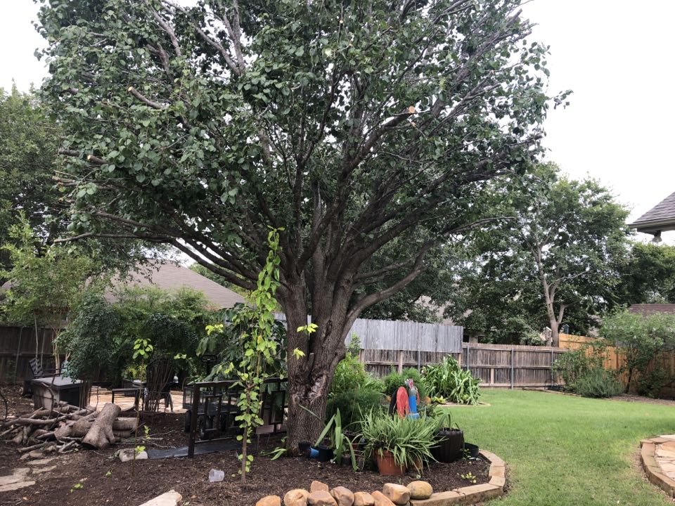 San Antonio tree trimming company working in New Braunfels today tree reduction and cutting back tree from fence line.