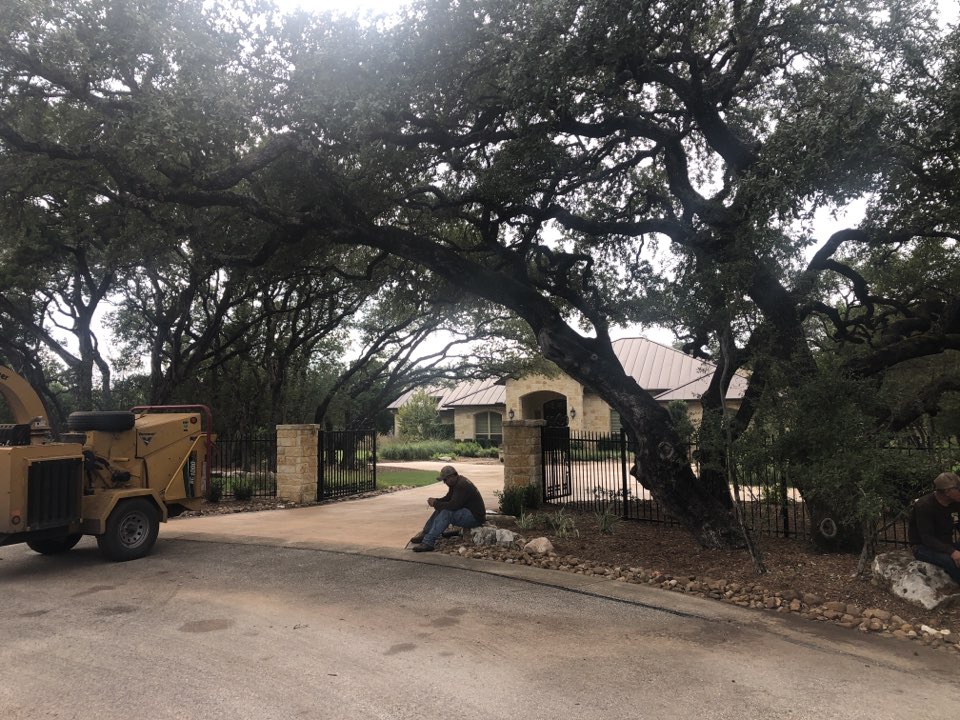 Action tree service San Antonio based tree trimming company working near natural bridge caverns trimmed oak trees tree removal off dead cedar trees treated cuts for oak wilt
