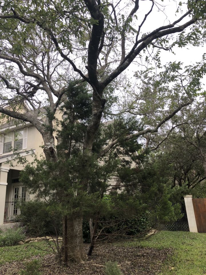 action tree service working in fair oaks ranch area emergency tree service removed split limb 