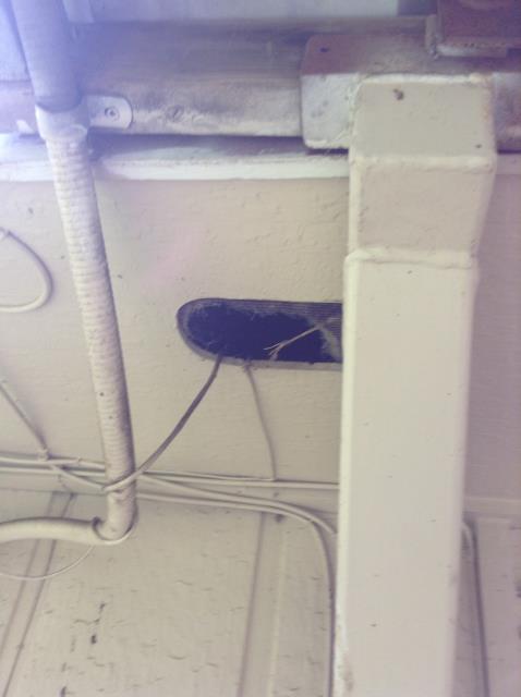 Giving an estimate to remove wildlife from the attic.