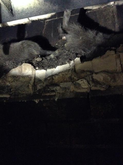 Here to get a dead raccoon out of the chimney and preform a full chimney inspection. 