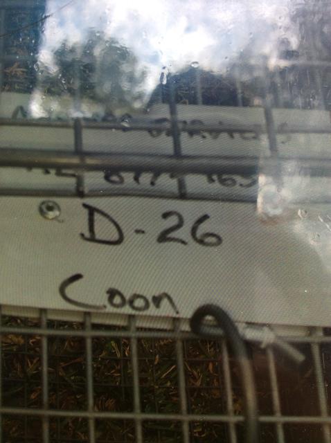 Setting a live trap to catch a mother raccoon and her three babies that are stuck underneath a house.