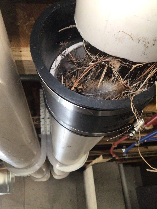 Responded to no heat call for 10+ year old basement unit. Diagnosed significant blockage in ventilation system where animal nesting materials (twigs, dried grass, debris) had completely obstructed the exhaust collar. Removed and cleared all nesting materials to restore proper airflow and system operation.