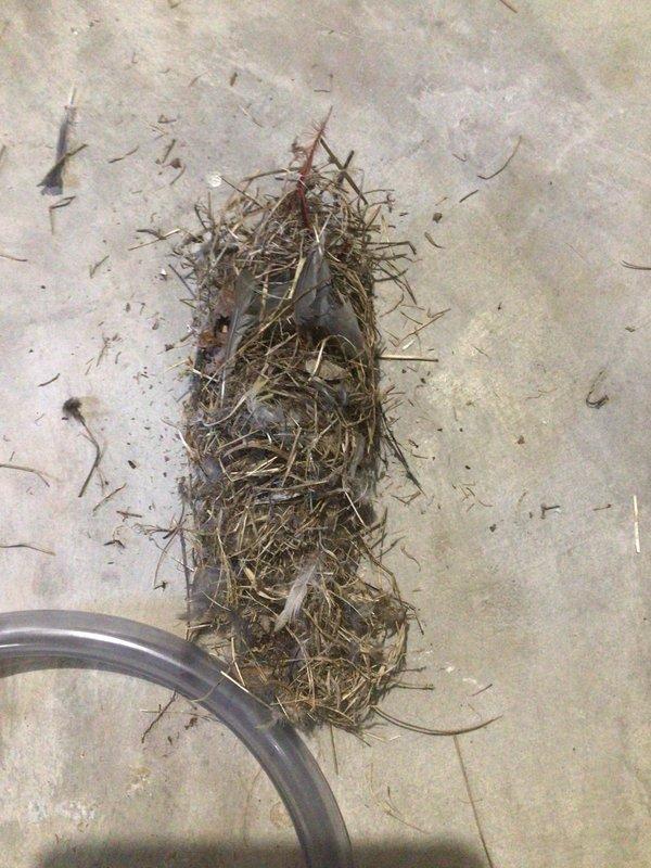 Responded to no heat call for 10+ year old basement unit. Diagnosed significant blockage in ventilation system where animal nesting materials (twigs, dried grass, debris) had completely obstructed the exhaust collar. Removed and cleared all nesting materials to restore proper airflow and system operation.