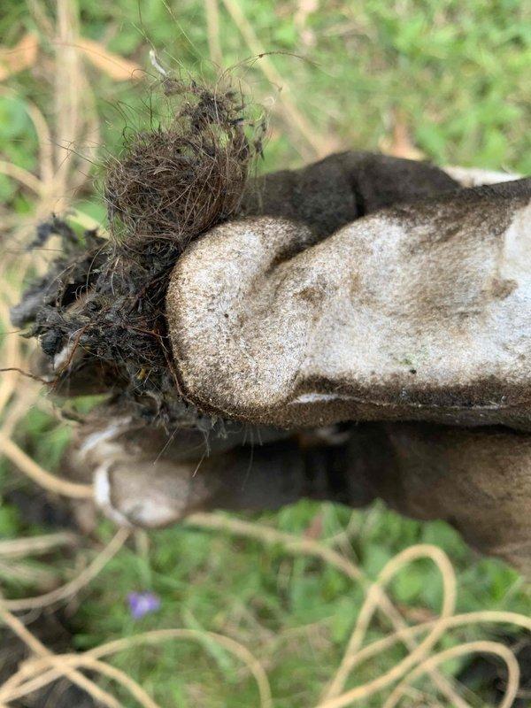 Responded to recall for recurring main sewer line backup in 70-year-old home following previous snaking attempt. Upon investigation, performed video camera inspection of main line and discovered severe root intrusion causing blockage. Extracted substantial root mass from cleanout access point, documenting condition with photographs showing extensive root penetration into pipe system. The root accumulation indicated compromised pipe integrity consistent with age of cast iron or clay sewer lines typical of home's construction era. Cleared accessible root mass and advised property owner that permanent resolution would require excavation and replacement of affected pipe section, as recurring blockages will continue due to structural damage allowing root entry.