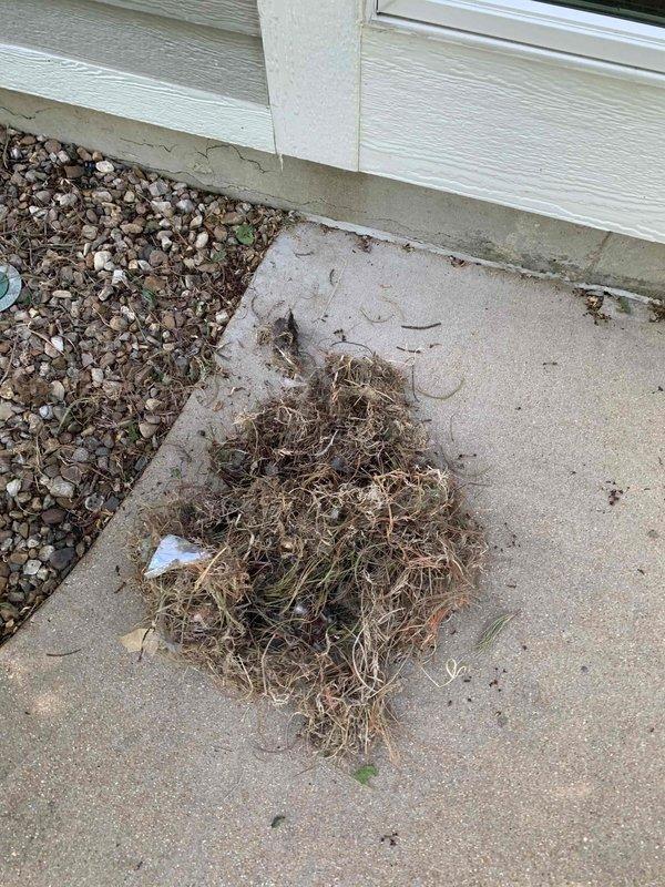 Responded to no-heat call for 10+ year old furnace located in basement. Upon arrival, discovered intake and exhaust vents obstructed by significant accumulation of dried vegetation, twigs, and organic debris. Cleared all blockages from both vent terminations at exterior wall, removing multiple buckets of material that had restricted airflow to the combustion system. Verified proper ventilation clearances restored, tested unit operation, and confirmed furnace returned to normal heating function.