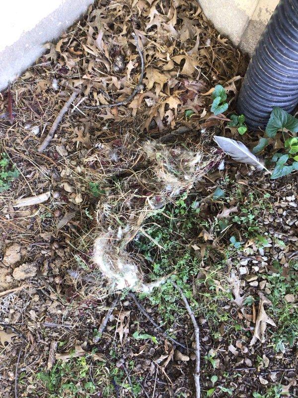 Responded to no heat call on 10+ year old furnace located in basement. Upon arrival, performed diagnostic inspection of heating system. Found exhaust vent termination obstructed with accumulated leaves, debris, and organic material preventing proper combustion air flow and exhaust venting. Cleared blockage from exterior vent opening and surrounding area, removed leaf buildup and plant matter restricting airflow. Verified proper venting operation, tested furnace ignition sequence, and confirmed unit restored to normal heating operation with adequate combustion air supply and exhaust ventilation.