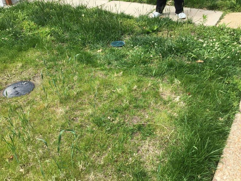 Returned to property to perform hydro flush of main sewer line following previous augering service. Utilized high-pressure water jetting equipment to thoroughly clean and clear the main line, removing residual debris and buildup from pipe walls. Accessed cleanout points in basement and exterior yard locations to complete comprehensive flushing of the system, restoring proper drainage flow throughout the main sewer line.