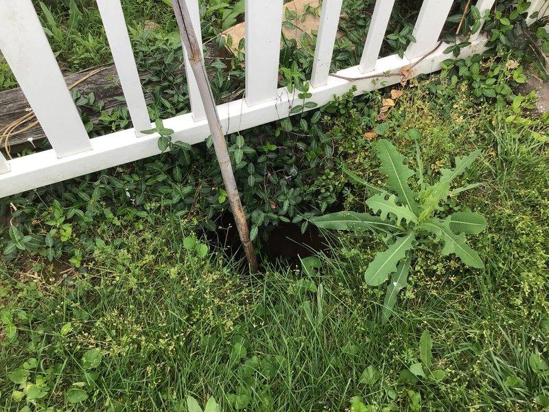 Responded to reported sinkhole in backyard requiring camera inspection. Upon arrival, conducted visual assessment of the affected area, which showed signs of ground depression near landscaped sections with ornamental grasses and fence line. Deployed sewer camera equipment to investigate underground plumbing lines beneath the compromised area. Camera inspection revealed the condition of pipes running through the backyard to identify potential causes of soil subsidence. Documented findings with photographic evidence of the inspection site, including areas around the white fence perimeter and lawn sections adjacent to the suspected problem zone. The camera survey allowed for proper evaluation of underground infrastructure integrity and determination of next steps for remediation.