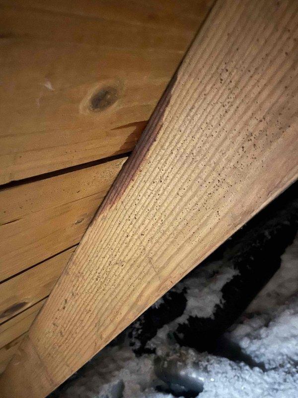 Responded to no cooling call with reported condensation water leaking from attic. Upon inspection, found HVAC unit located in attic with significant moisture accumulation and mold growth on wooden structural beams and framing members. Primary drain line was clogged, causing condensate overflow into attic space. Cleared blockage from condensate drain line, treated affected areas for mold remediation, and verified proper drainage function. Tested system operation and confirmed unit cooling properly with condensate draining correctly through primary drain line. Advised proper maintenance schedule to prevent future drain line blockages.