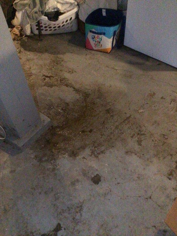 Responded to no-cooling call on residential air conditioning system less than 10 years old located in backyard. Upon arrival, discovered outdoor condensing unit experiencing severe biological contamination with extensive algae and mold growth throughout interior cabinet, indicating prolonged moisture exposure and drainage issues. Interior components heavily affected by organic buildup on walls, base, and mechanical parts. Investigation revealed secondary water damage issue inside residence, with significant water staining and tracking patterns observed on utility room floor near laundry area, suggesting possible condensate drain line failure or overflow condition. Performed thorough inspection of affected condensing unit, documenting contamination levels. Assessed drainage system integrity and identified root cause of cooling system failure related to biological obstruction and moisture intrusion. Unit required comprehensive cleaning and remediation to restore proper operation and prev