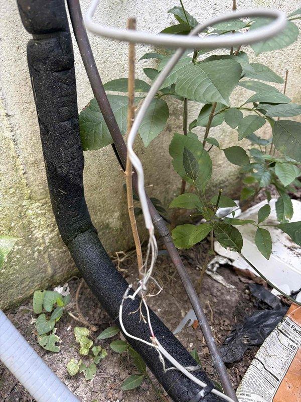 Responded to service call for residential air conditioning unit less than 10 years old with damaged electrical wiring. Upon inspection, found low-voltage control wires connecting the outdoor condensing unit to the indoor air handler had been chewed by rodents, resulting in frayed and exposed conductors. Wiring damage had compromised system operation after accidental contact with the damaged wires. Repaired the affected low-voltage wiring by cutting back damaged sections, stripping wire ends, and installing new wire connectors to restore proper electrical connections. Secured repaired wiring along refrigerant line set using cable ties and verified system functionality upon completion.