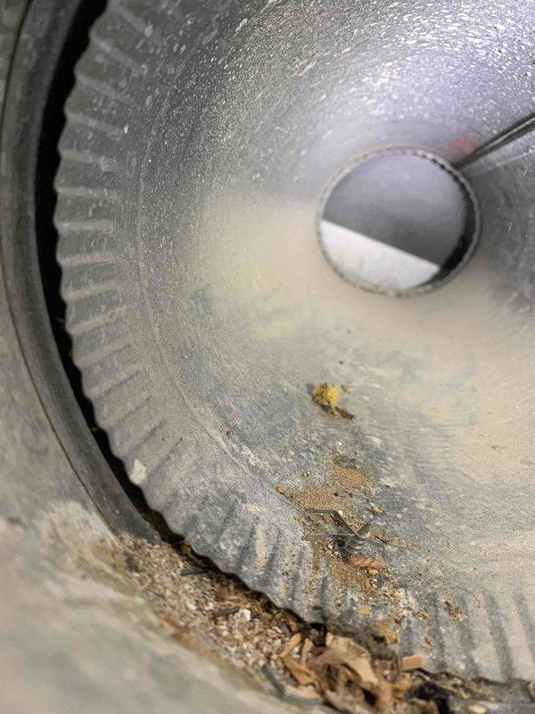 Responded to customer report of water coming from supply register. Upon inspection, found evaporator coil drain pan overflowing due to clogged condensate drain line on 8-year-old Lennox system. Blower wheel exhibited heavy dust accumulation and significant rust corrosion on housing, indicating prolonged moisture exposure from drain backup. Cleared condensate line blockage, cleaned blower assembly, and treated drain pan rust areas. Verified proper drainage and airflow restored. Recommended monitoring system for additional leaks and considering blower housing replacement if corrosion progresses.