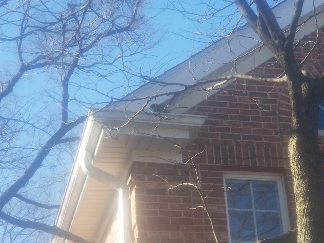 gutter repair, squirrel damage gutter repair, squirrel damage
