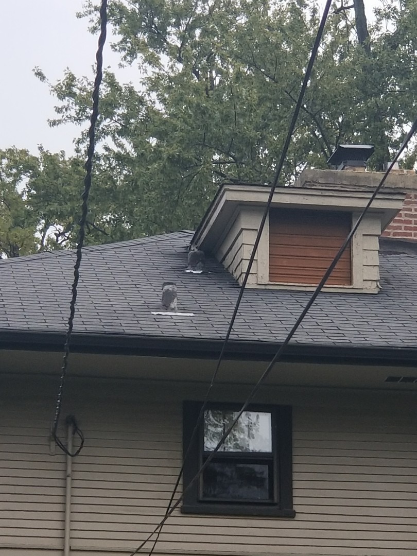 Estimate for repair to replace two lead boots on the roof. Estimate for repair to replace two lead boots on the roof.