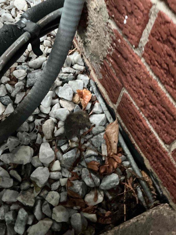 Completed spring preventive maintenance on outdoor air conditioning unit per comfort plan agreement. Inspected and cleaned condenser coil, checked refrigerant levels and electrical connections, verified proper system operation, and replaced air filter which showed moderate dust accumulation. System operating within normal parameters with no issues identified.