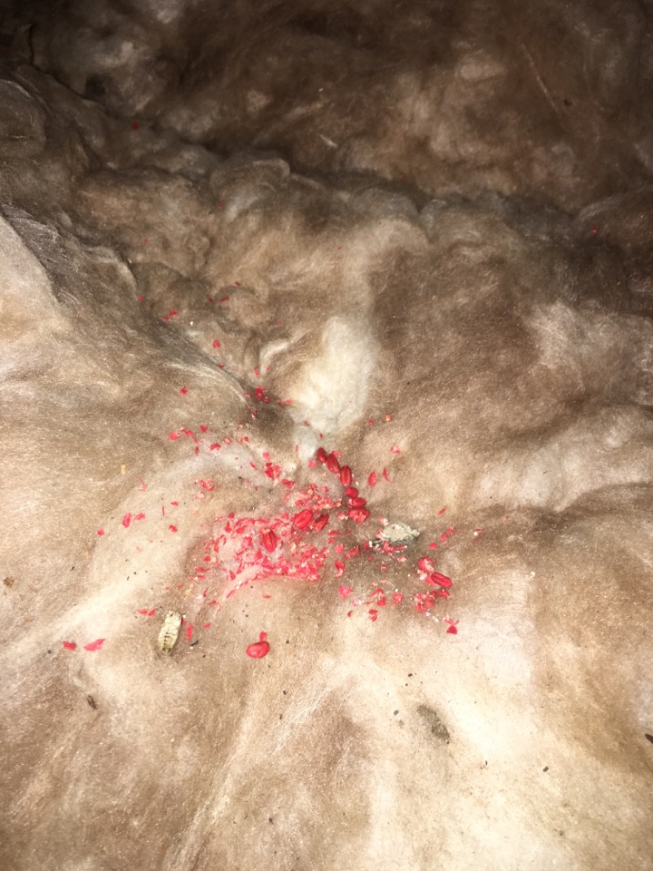 This afternoon I have completed the first follow up visit for a domestic rodent treatment in Portishead. I am pleased to say that the rodents have taken a great amount of the bait and I am looking forward to returning. Results like this are why we are one of the top 3 best rated pest control companies in Bristol. 