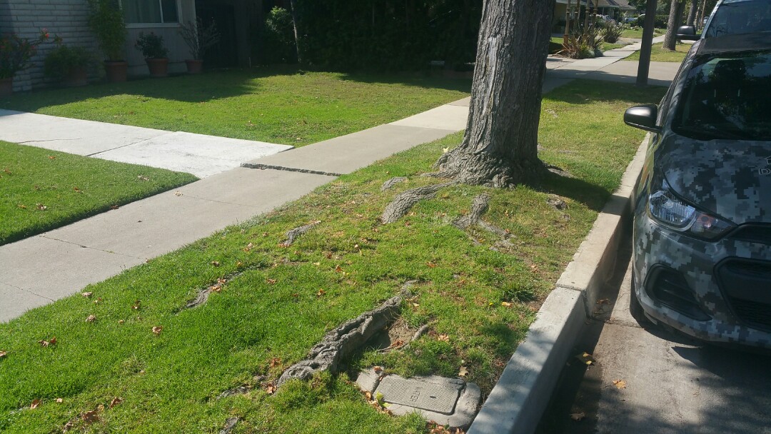 Foundation inspection for tree roots,  slab cracking